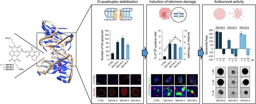 VaLePirota's tweet card. Abstract. G-quadruplex (G4) nucleic acid ligands have attracted significant attention as putative anticancer agents for selectively stabilizing telomeric s