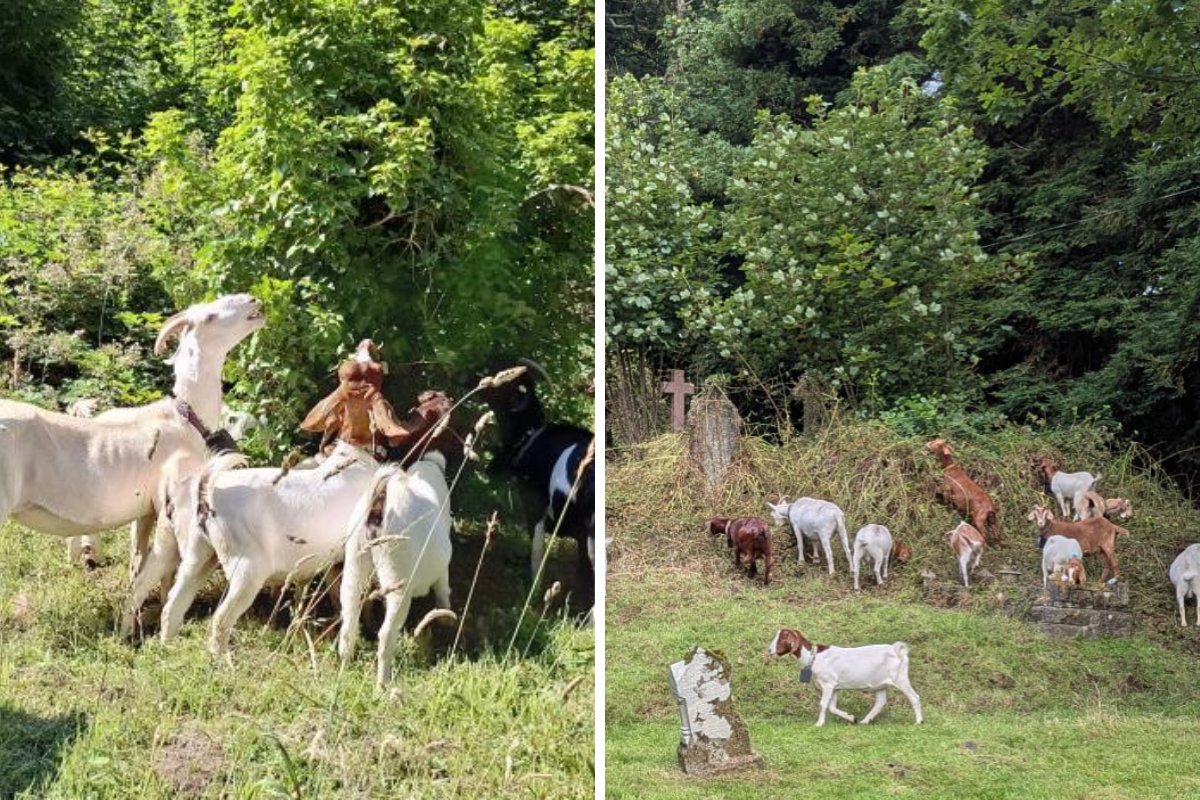 WTelegraph's tweet card. Pembrokeshire’s popular herd of greedy goats have been given a bouquet for their latest cemetery clear-up.