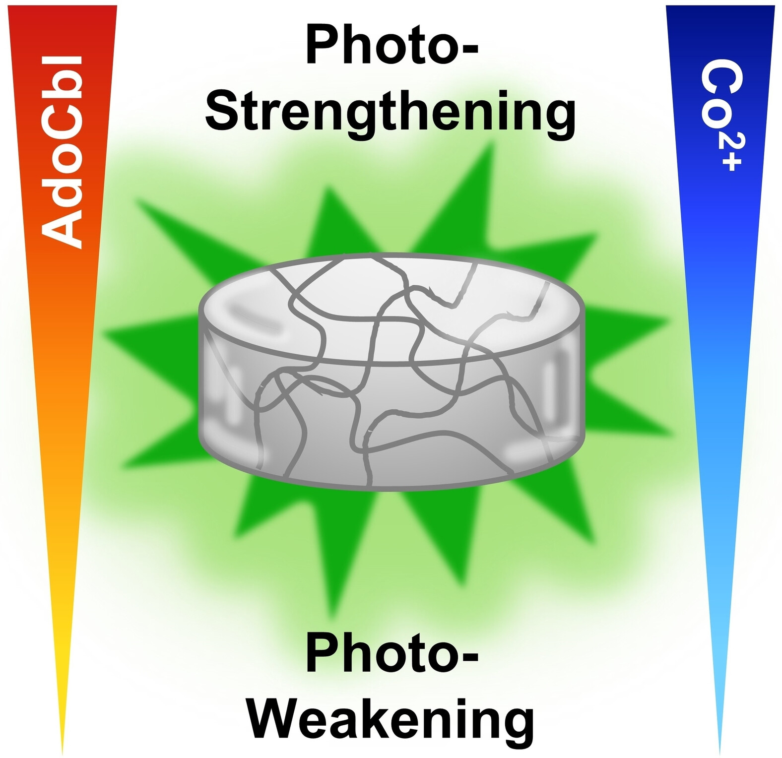 TsukijiLab's tweet card. The light response of CarHc protein-based hydrogels can be alterted from photo-weakening, to photo-strengthening, or becoming light-unresponsive depending on the added cofactors AdoCbl and Co2+....