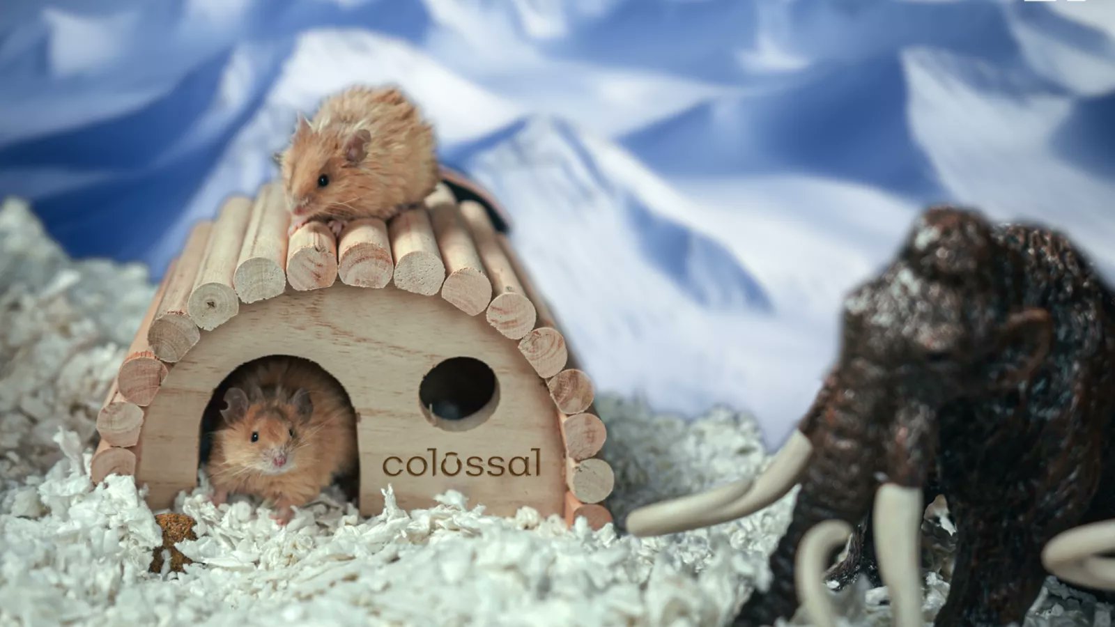 AJ_Pask's tweet card. Paris Hilton, Tom Brady and Tiger Woods are just some of the A-list names attached to Colossal Biosciences, which just unveiled the "woolly mouse."