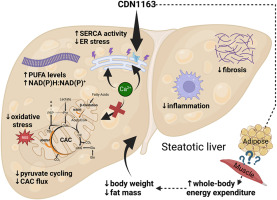 YoungLabVU's tweet card. Metabolic dysfunction-associated steatotic liver disease is the most common form of liver disease and poses significant health risks to patients who progress to metabolic dysfunction-associated...