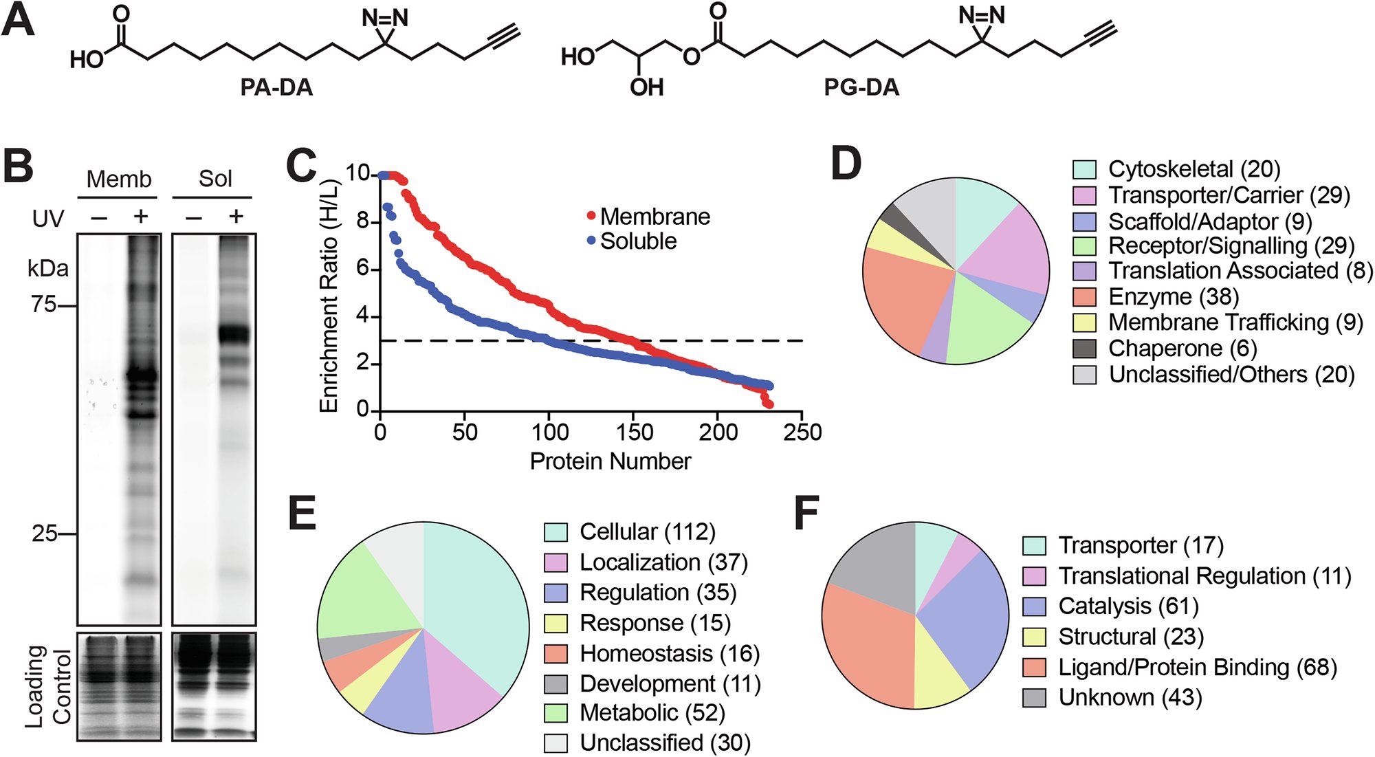 CommsChem's tweet card. Communications Chemistry - Signaling lipids play crucial roles in mammalian physiology, yet some classes remain poorly understood. Here, the authors synthesize a bifunctional monoacylglycerol (MAG)...