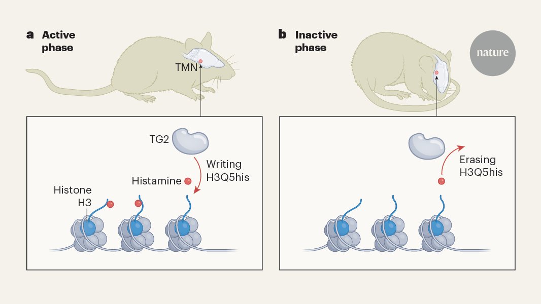 themazelab's tweet card. Nature - Exchanger enzyme modifies histones in histamine-releasing neurons.