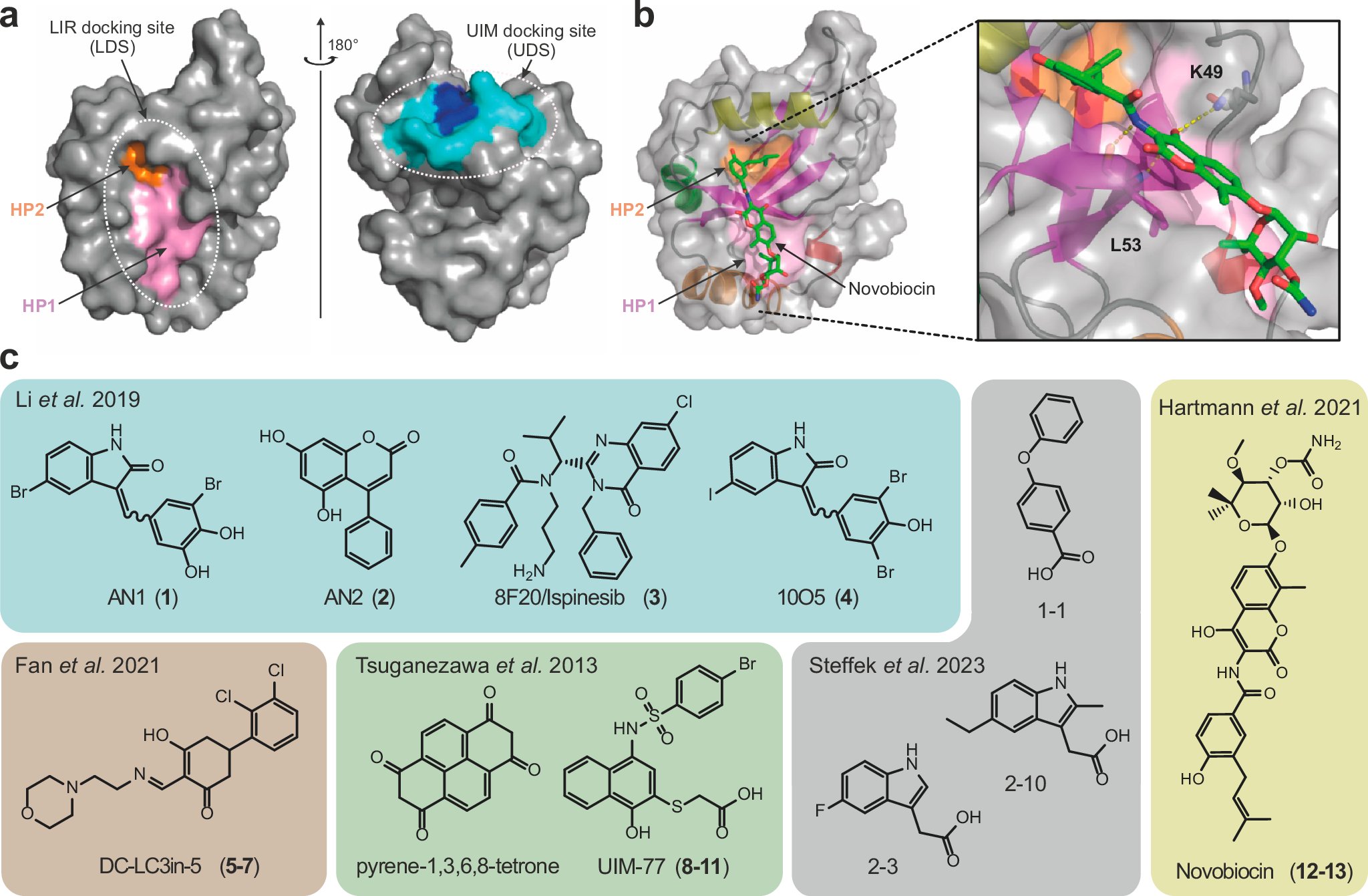 thesgconline's tweet card. Nature Communications - Autophagosome tethering compounds (ATTECs) are small molecule degraders hijacking the autophagy system. Here, the authors show that current ATTEC ligands did not bind to...