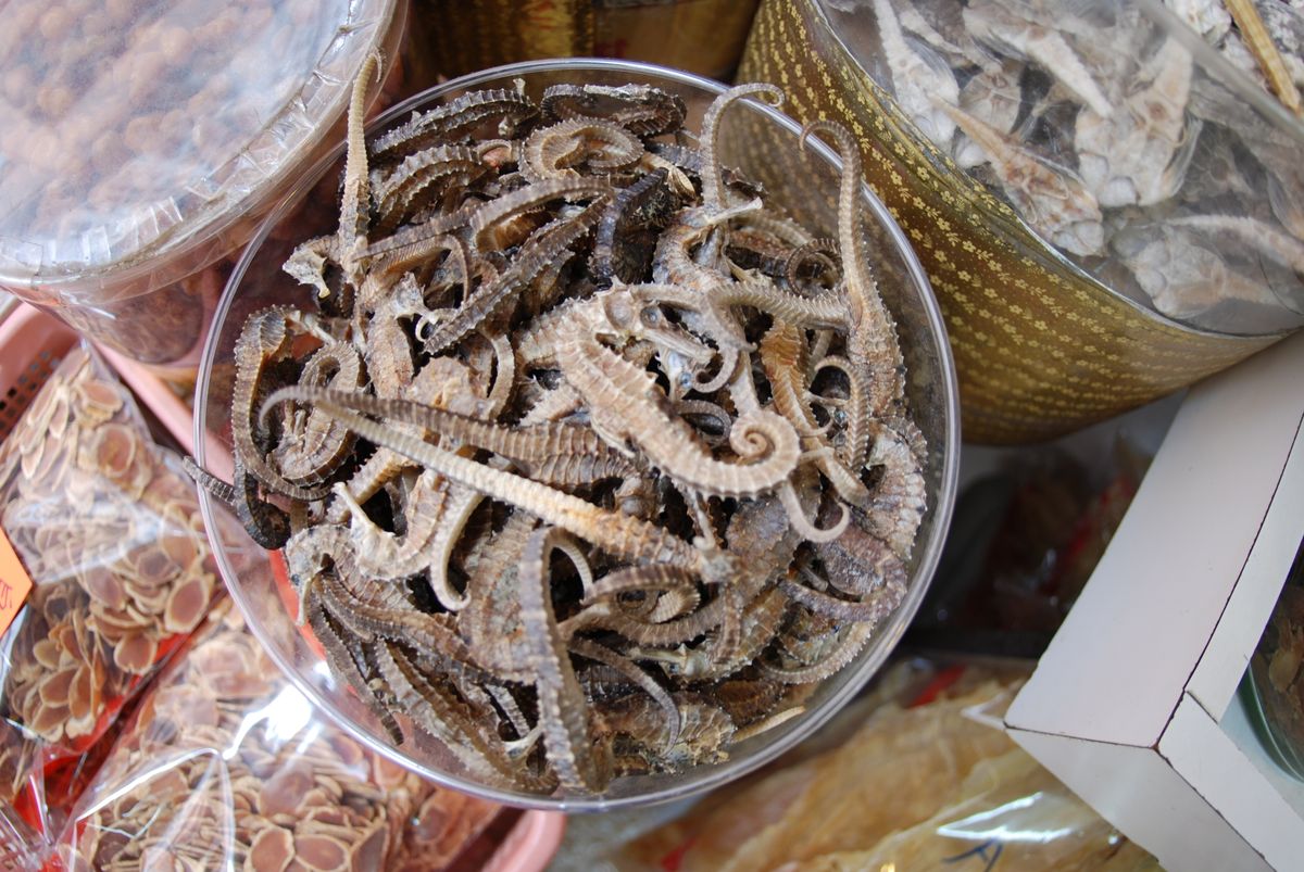 projectseahorse's tweet card. Between 2010 and 2021, authorities seized around five million individual sea horses worth more than $21 million