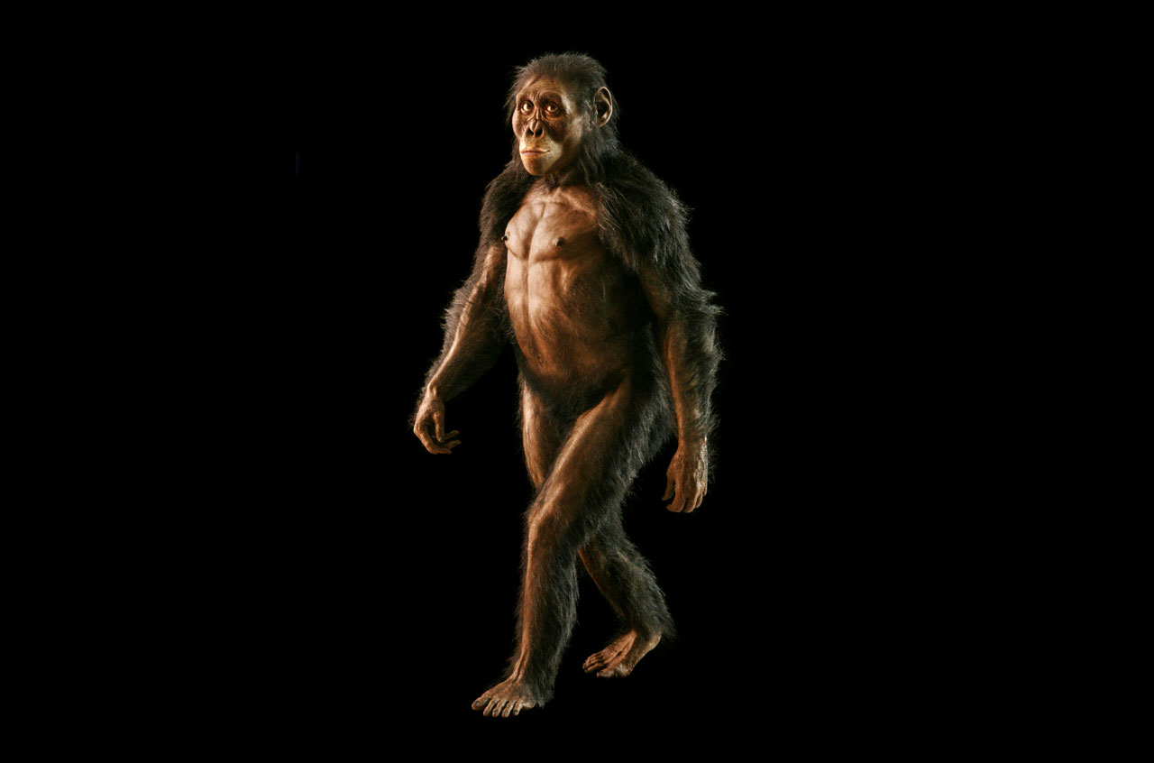 SeminewA's tweet card. Iconic 3.2-million-year-old fossil is now part of an extended family of human ancestors