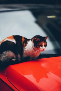 Ipkat's tweet card. The Ferrari judgment from the Court of Justice of the EU (‘CJEU’) was a real head scratcher (IPKat here and me here ). The Court held that...