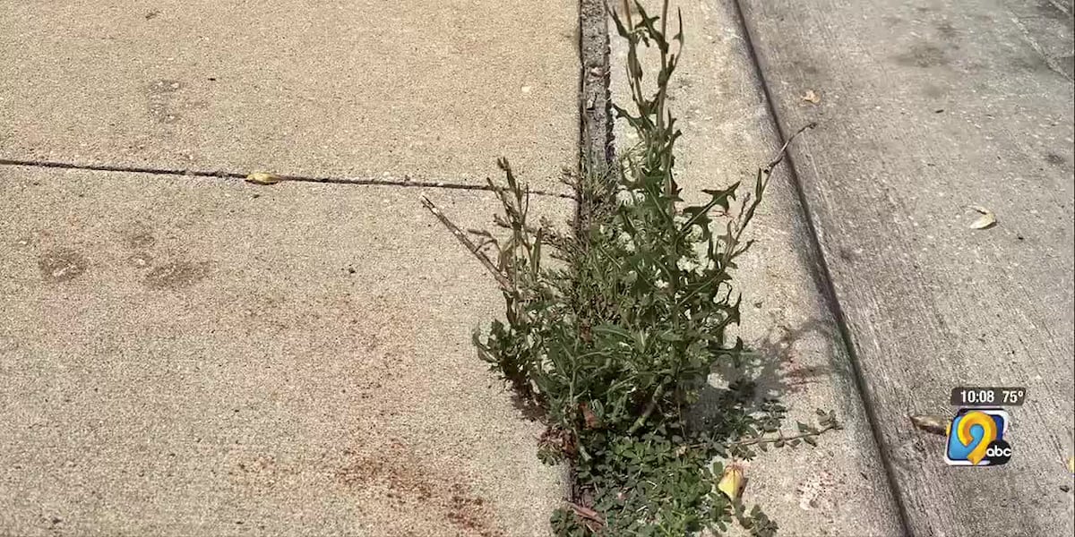 KCRG's tweet card. One Cedar Rapids City Council member is taking beautification of the Newbo area into his own hands.