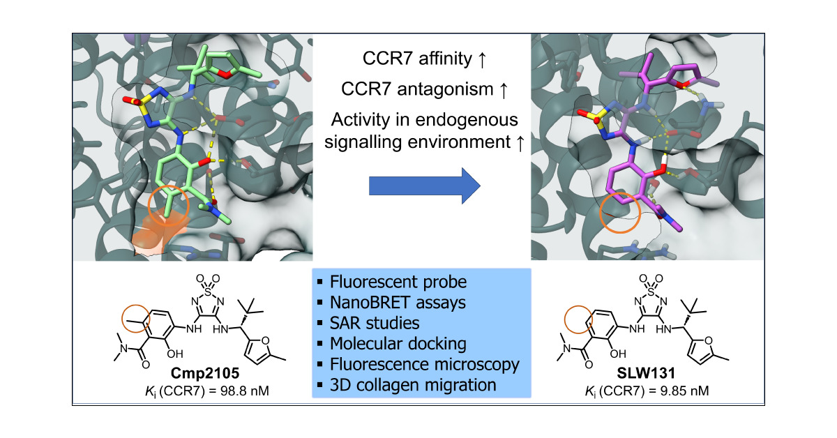 FKH_Lab's tweet card. Intracellular ligands of G protein-coupled receptors (GPCRs) are gaining significant interest in drug discovery. Here, we report the development of the fluorescent ligand Mz437 (4) targeting the CC...