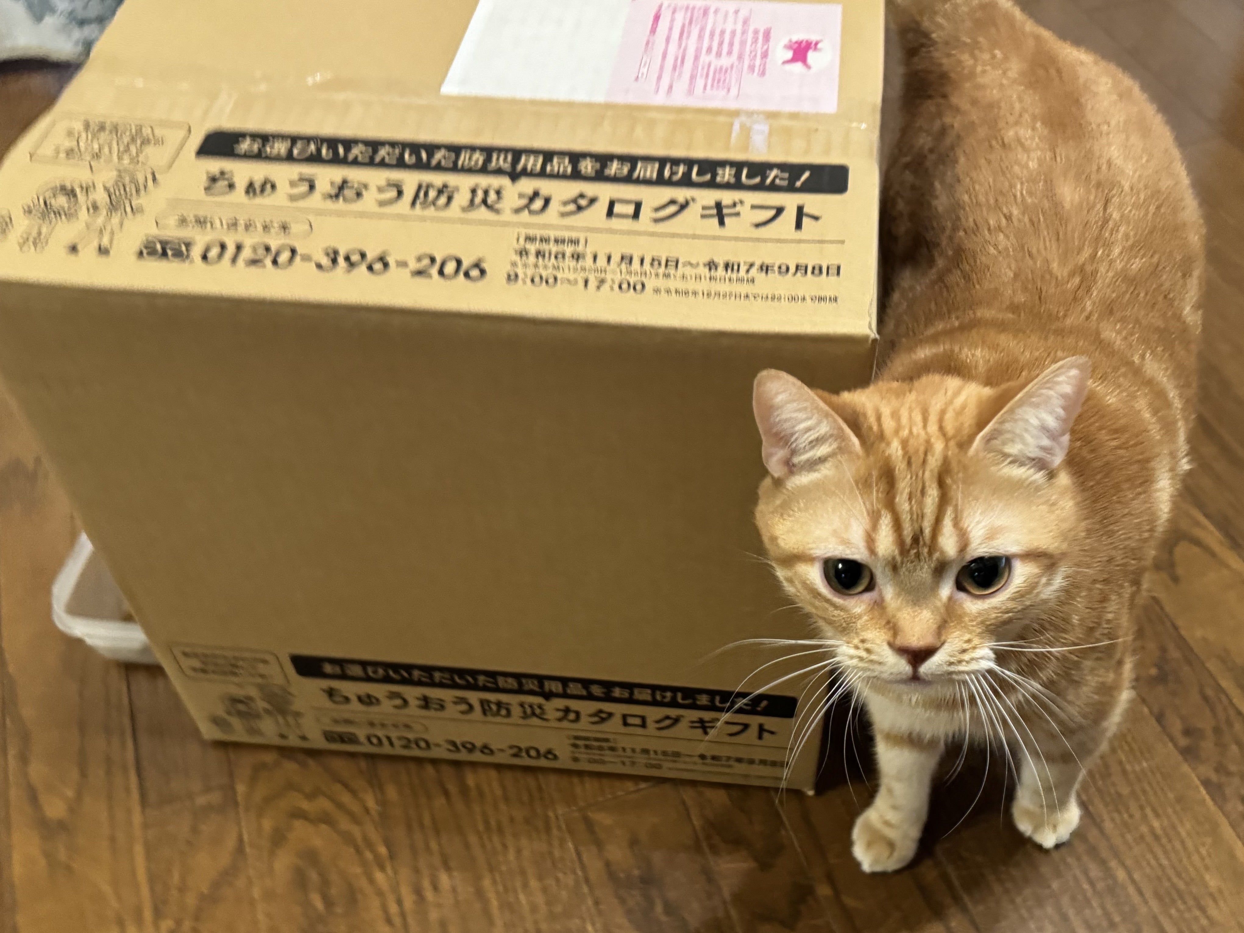 kanoaoki's tweet card.  中央区議会議員、青木かのです。 昨年1月1日の能登大地震を受けて、各自治体さまざまな防災対策が進められました。 防災カタログギフトもその1つ。7月24日の企…
