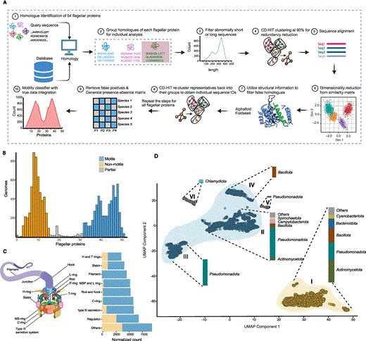 JacobScadden's tweet card. Abstract. Bacterial swimming is mostly powered by the bacterial flagellar motor and the number of proteins involved in the flagellar motor can vary. Quanti