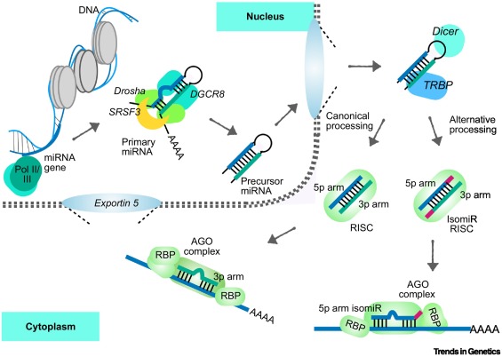 IntiOmics's tweet card. MicroRNAs (miRNAs) are key regulators of gene expression and control cellular functions in physiological and pathophysiological states. miRNAs play important roles in disease, stress, and developme...