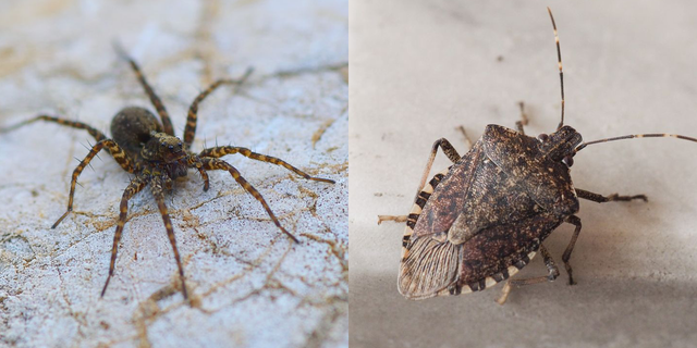 PreventionMag's tweet card. From freaky spiders to smelly stink bugs, here are the pests you’ll find lurking indoors.