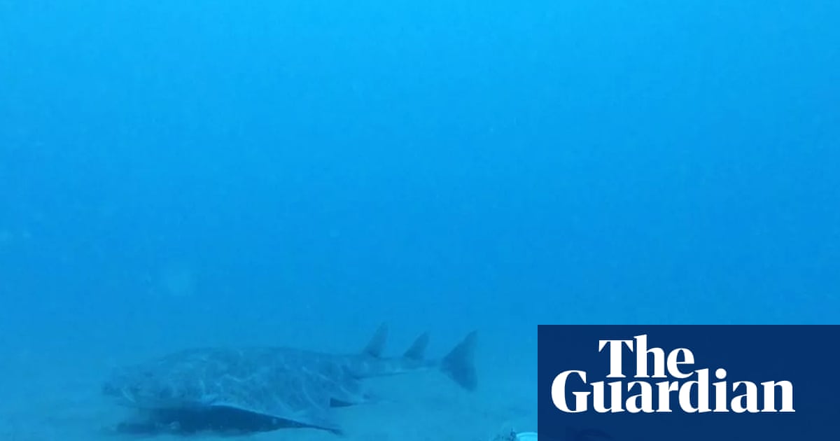JeromeOLLIER's tweet card. The shark, under threat from human activities, was captured by project monitoring biodiversity and marine life in region