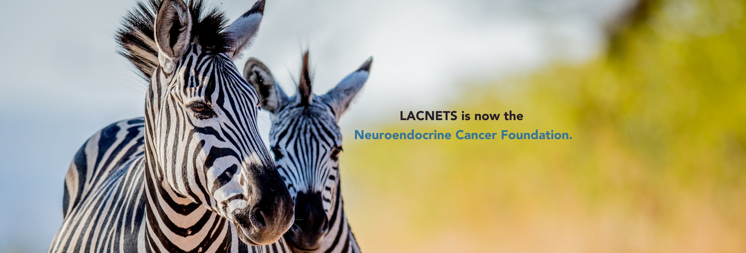 NANETS1's tweet card. The Neuroendocrine Cancer Foundation serves the neuroendocrine cancer (or NET) community by connecting patients, caregivers, and medical professionals. Find educational resources and connect with...