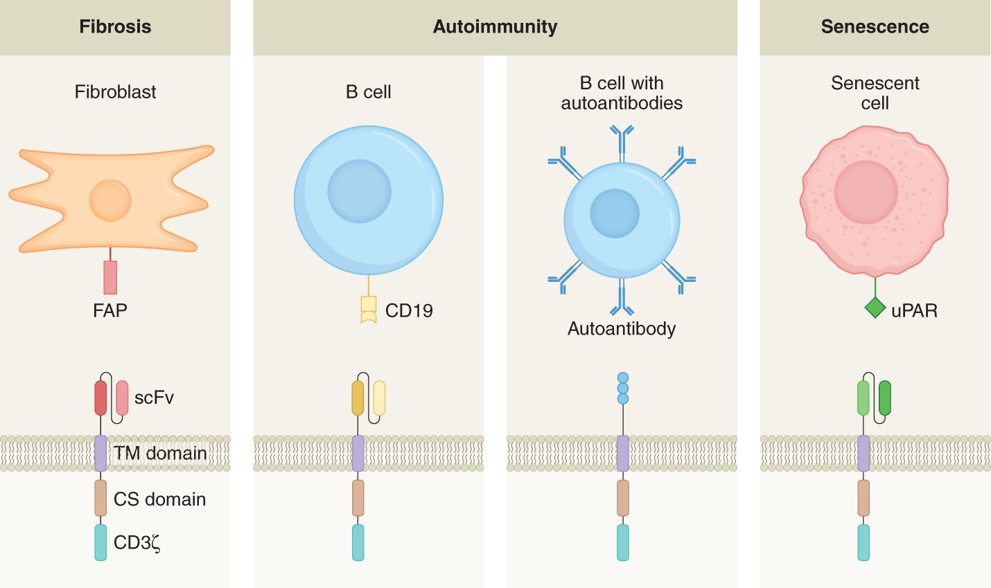 JonEpsteinLab's tweet card. Nature Metabolism - This Perspective summarizes the ongoing development of CAR-based therapies in indications beyond cancer, including for cardiometabolic diseases, fibrosis, autoimmune diseases...