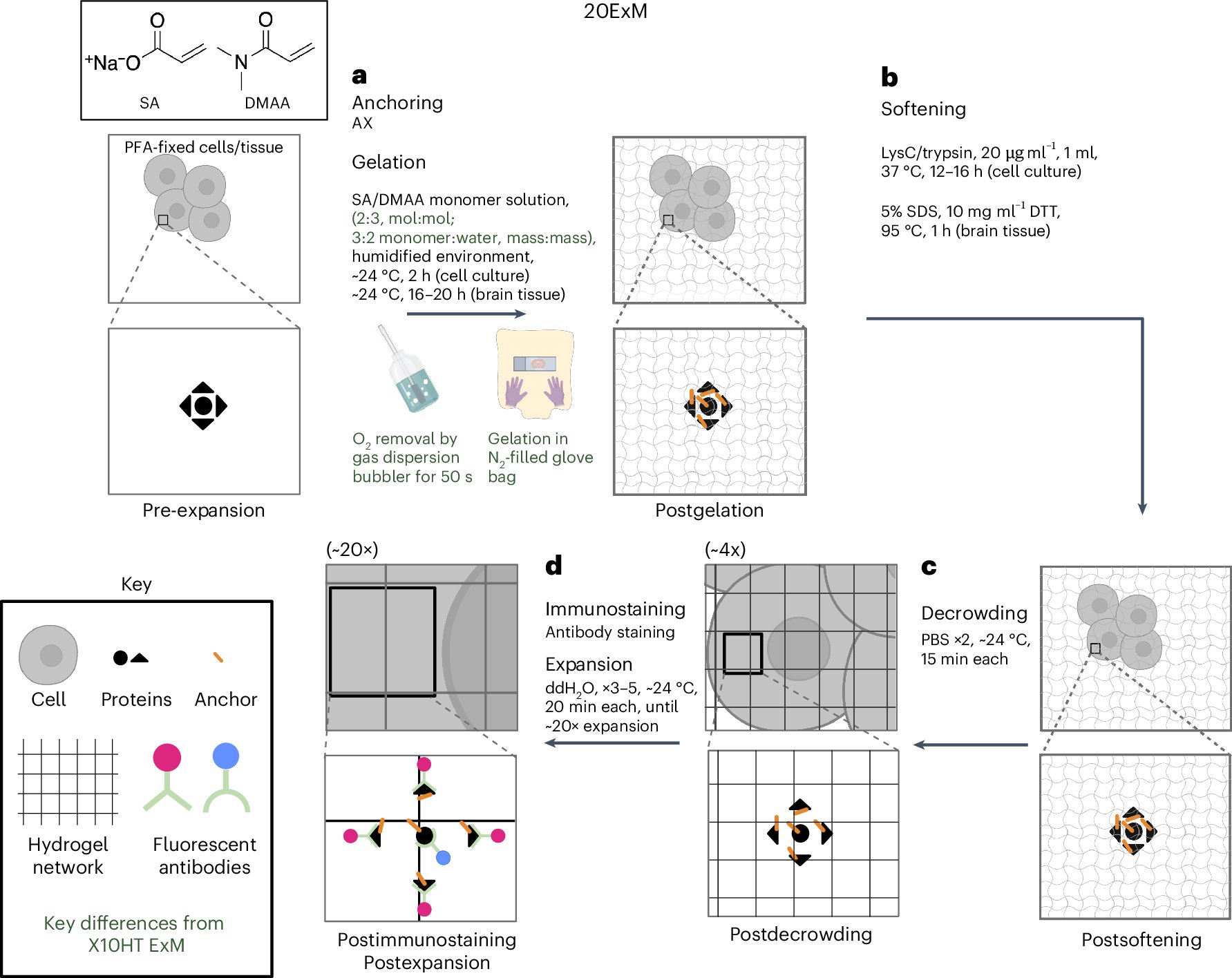 KiesslingGroup's tweet card. Nature Methods - 20ExM achieves isotropic ~20× expansion of cells and tissues in a single shot for super-resolution imaging with <20-nm resolution on a conventional microscope.