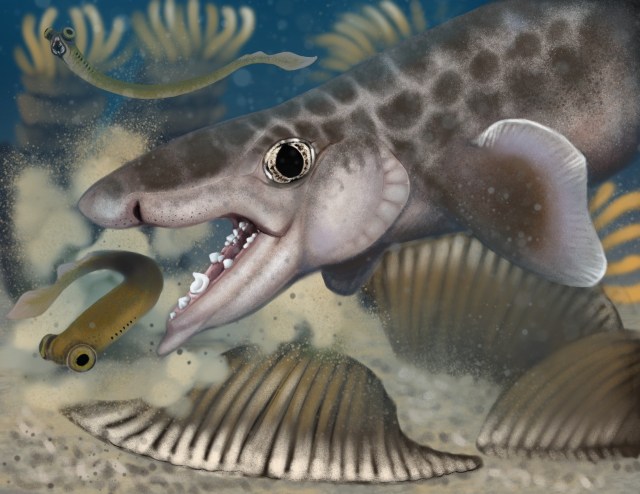 13thKai's tweet card. Scientists have discovered a new species of ancient shark.