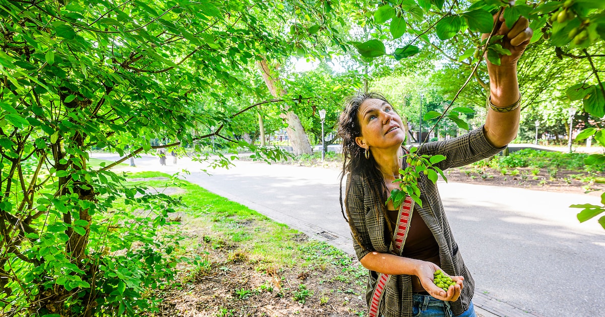 BernaFennis's tweet card. Daan Timmers leeft in Amsterdam als een jager-verzamelaar: al honderd dagen eet ze alleen wilde planten en dieren. Die vindt ze gewoon in de stad. ‘Ik wil laten zien hoeveel overvloed er is.’