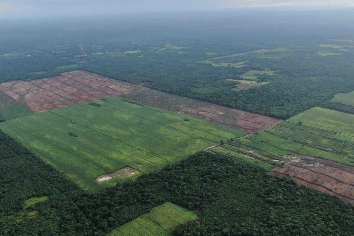 mongabay's tweet card. BACALAR, Mexico — Less than a decade ago the El Bajío ejido — a form of communal land in Mexico —consisted primarily of rainforest. Today, the landscape is vastly different, with vast open fields of...