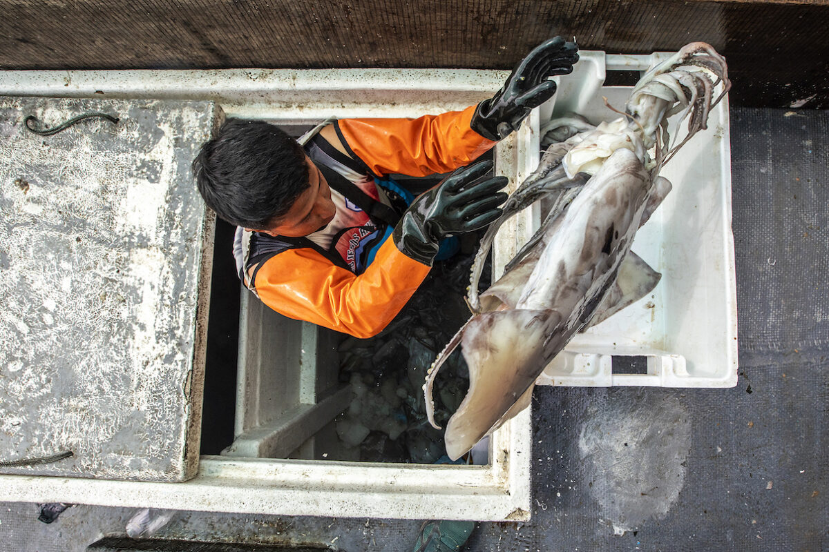mongabay's tweet card. Squid fishing could be getting out of control due to the industry’s lack of regulations, scientists say, prompting calls for greater oversight. Thousands of squid fishing vessels operate across the...