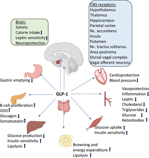 EndoSocJournals's tweet card. AbstractIntroduction. Congenital and acquired damage to hypothalamic nuclei or neuronal circuits controlling satiety and energy expenditure results in hypo