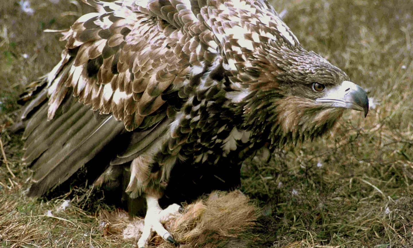 skyeandfrisa's tweet card. We should be viewing our sea eagles as a national asset, writes John Love, not helping to perpetuate an unfair misconception.