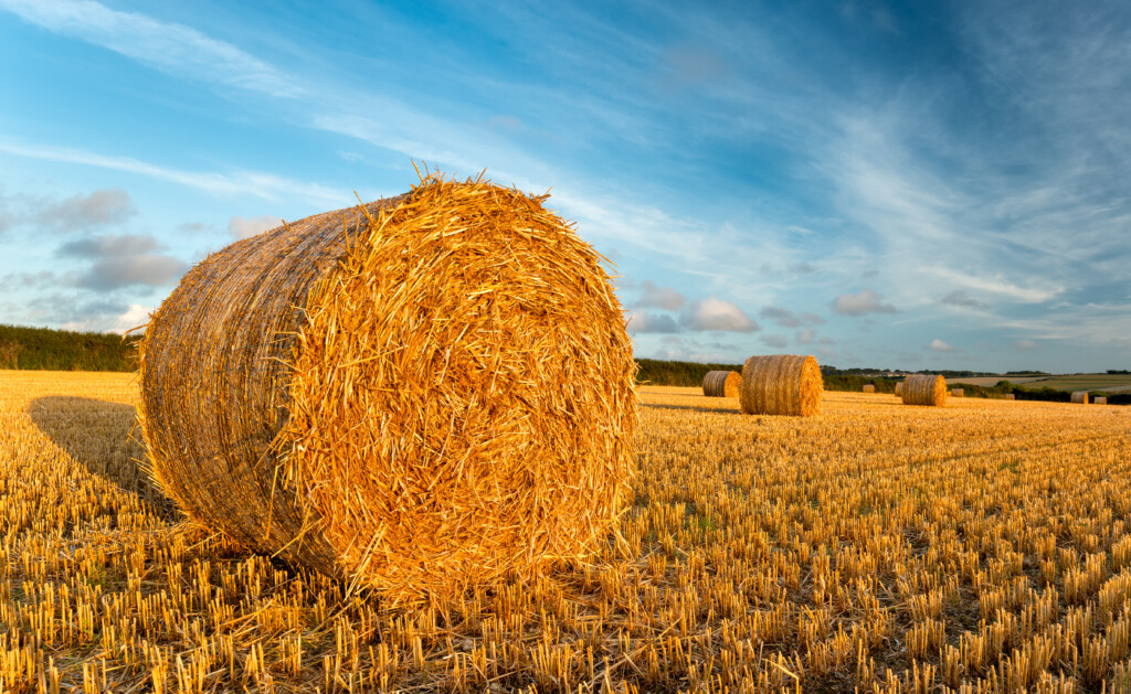 AgrilandIreland's tweet card. A significant number of tillage farmers may wish to withdraw some fields from the Straw Incorporation Measure (SIM).