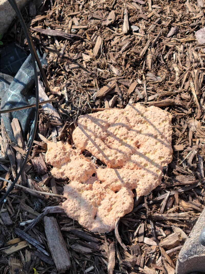 inforum's tweet card. In Fielding Questions, Don Kinzler identifies slime mold and answers questions about onion maggot and ornamental crab disease.
