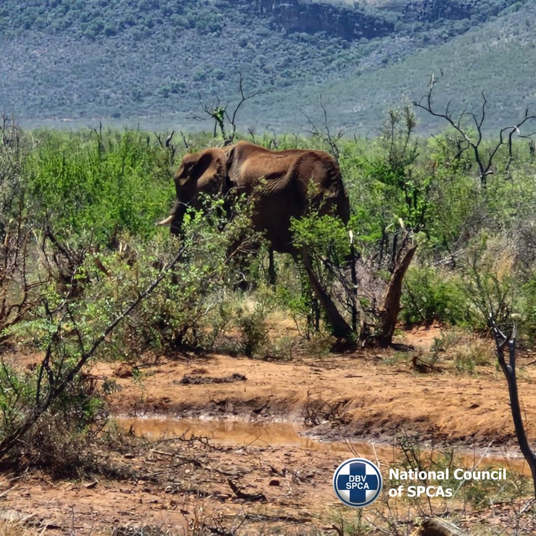 ajansenvv's tweet card. The NSPCA’s Wildlife Protection Unit is horrified at the situation playing out at the Madikwe Game Reserve situated in the North-West, bordering Botswana.  Flaunting themselves as the “fifth largest...