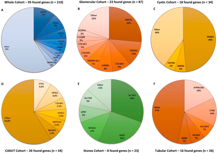 ASPNeph's tweet card. In pediatric patients, monogenic causes are a significant contributor to kidney disease, ranging from ∼10% in congenital anomalies of the kidney and urinary tract (CAKUT) to about ∼55% in renal...