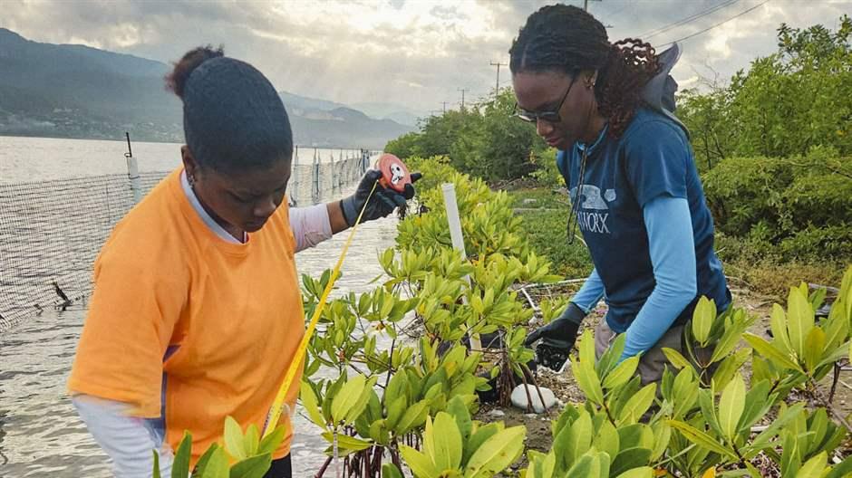 pewenvironment's tweet card. July 26 is International Day for the Conservation of the Mangrove Ecosystem, a moment to celebrate one of the most essential coastal ecosystems on the planet.