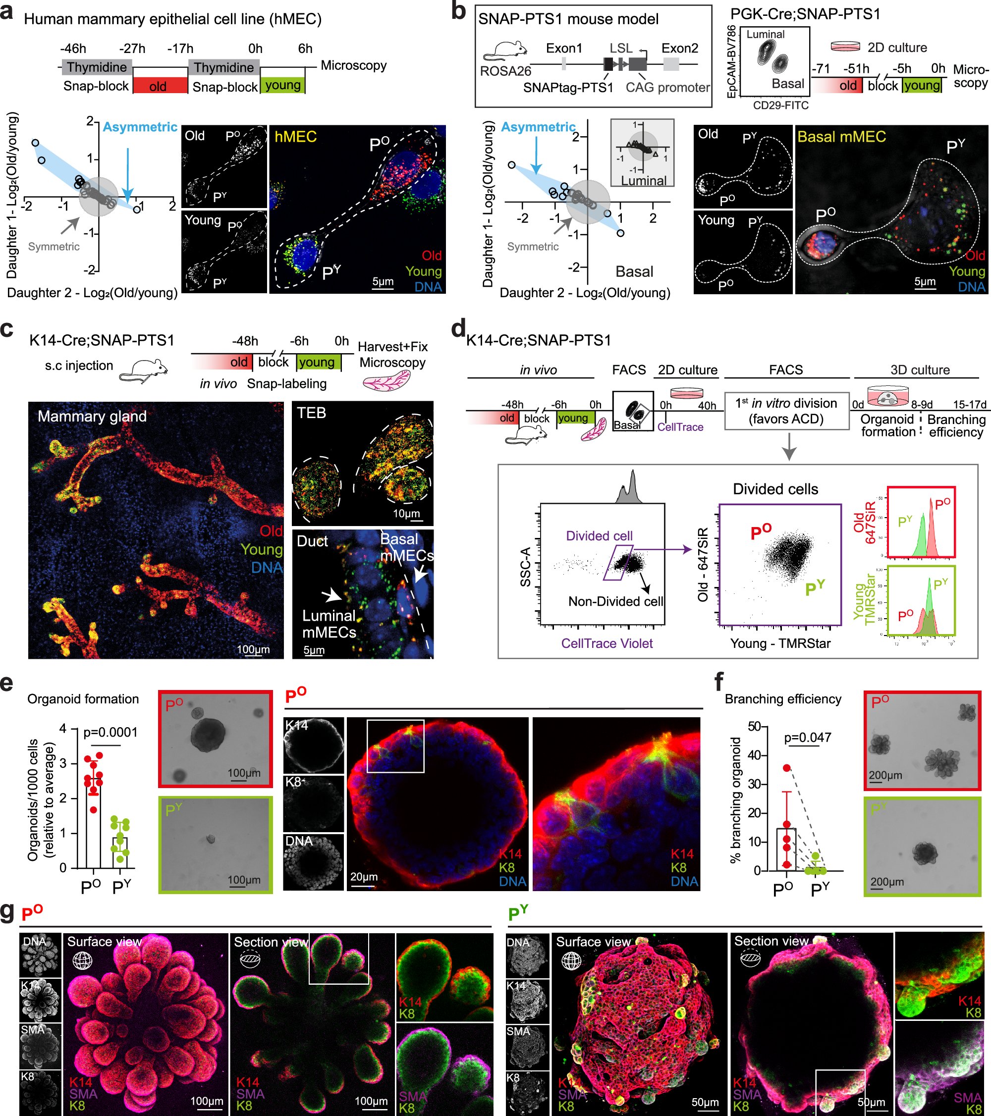 MetaStem_Center's tweet card. Nature Communications - Peroxisomes are essential but their role in cell fate regulation remains understudied. Here, the authors reveal that young and old peroxisomes are not equally distributed in...