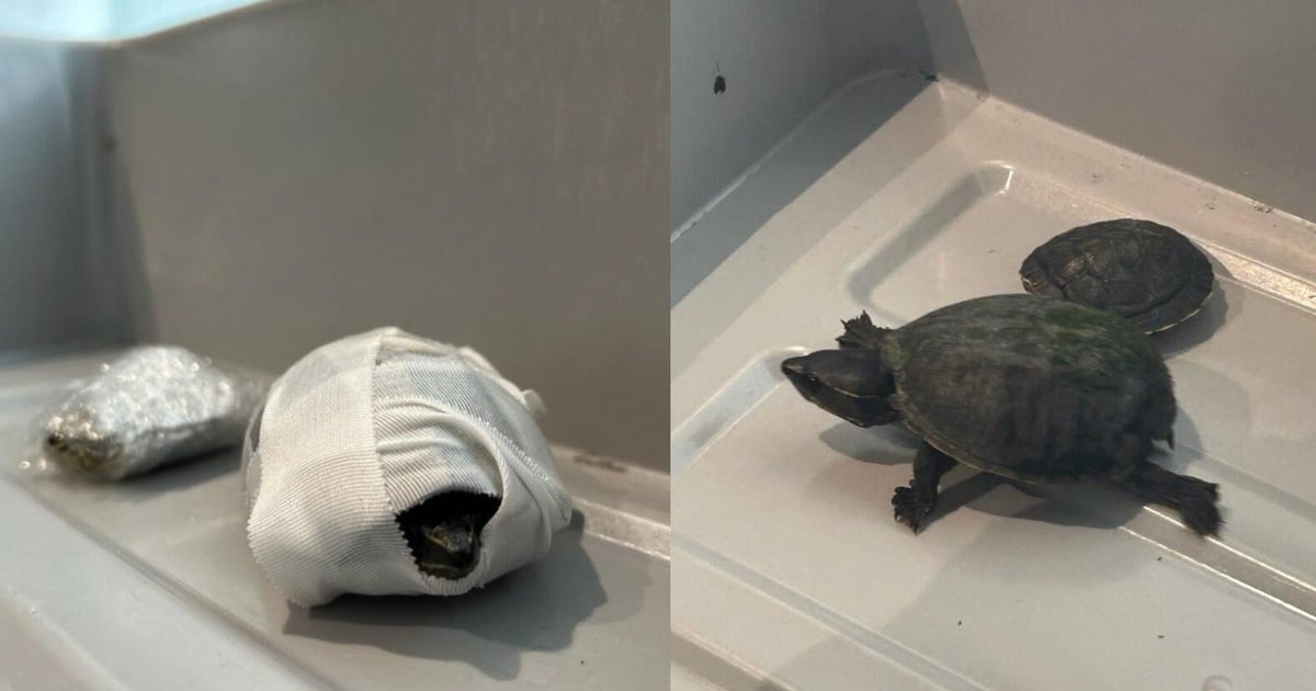 CBSDetroit's tweet card. The TSA said one turtle died and another was handed off to Florida wildlife officials.