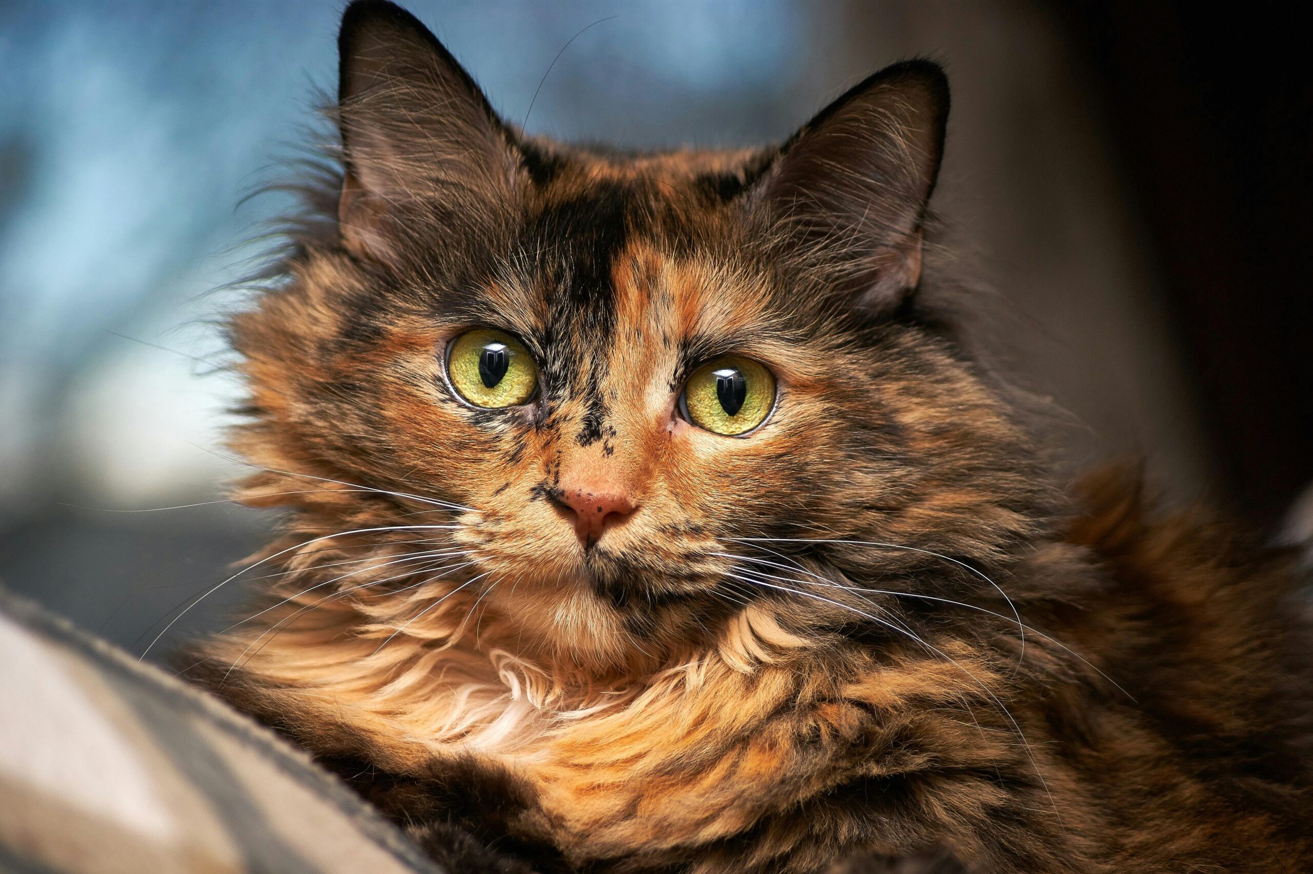 isagato62's tweet card. Mazy, a loving 9-year-old cat, was found with ten broken teeth, jaw fractures, and severe bruising—injuries inconsistent with any accident. The horrifying signs of alleged abuse call for immediate...