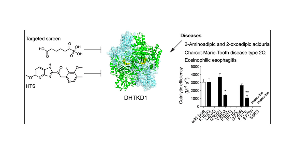 LazarusLab's tweet card. DHTKD1 is the E1 component of the 2-oxoadipate dehydrogenase complex, which is an enzyme involved in the catabolism of (hydroxy-)lysine and tryptophan. Mutations in DHTKD1 have been associated with...