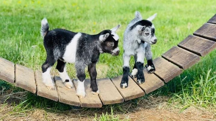 forestschooling's tweet card. We are raising funds to create a special place for children in primary education to experience … Forest Schooling UK CIC needs your support for GOAT Fund Me!