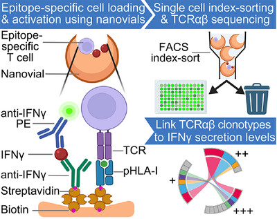 CvandeSandt's tweet card. To link IFNγ-secretion levels of epitope-specific T-cells with their TCRαβ, we coated nanovials with pHLA-I to capture and activate epitope-specific T-cells and their secreted IFNγ, followed by...