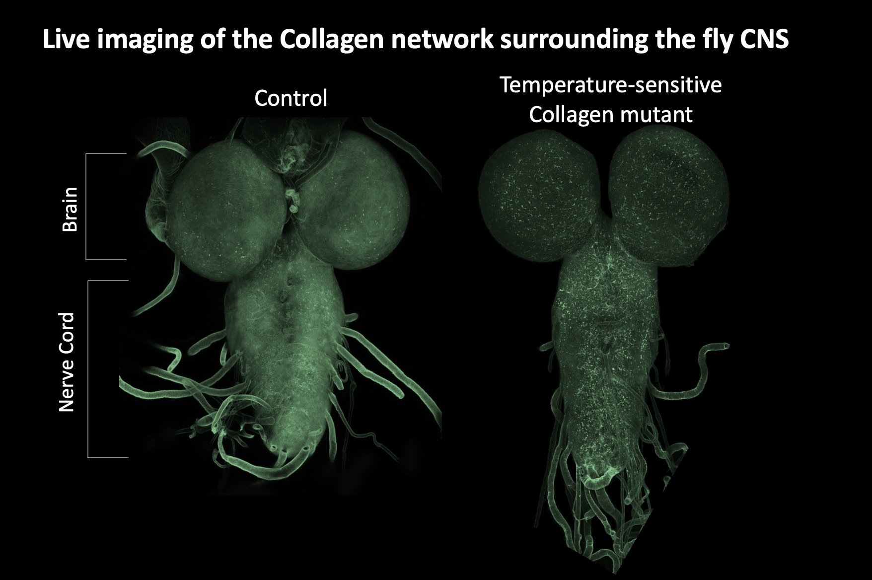 stramerlab's tweet card. Changes to the mechanical properties of the central nervous system (CNS) are known to occur during development, disease, injury, and aging, which subsequently affect tissue function. Additionally,...