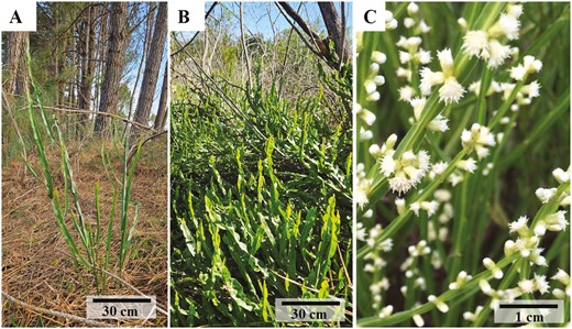 AoB_PLANTS's tweet card. This study assessed the impact of land use for agriculture (especially cereal production) and planted forests (eucalypts and/or pines) on the genetic diver