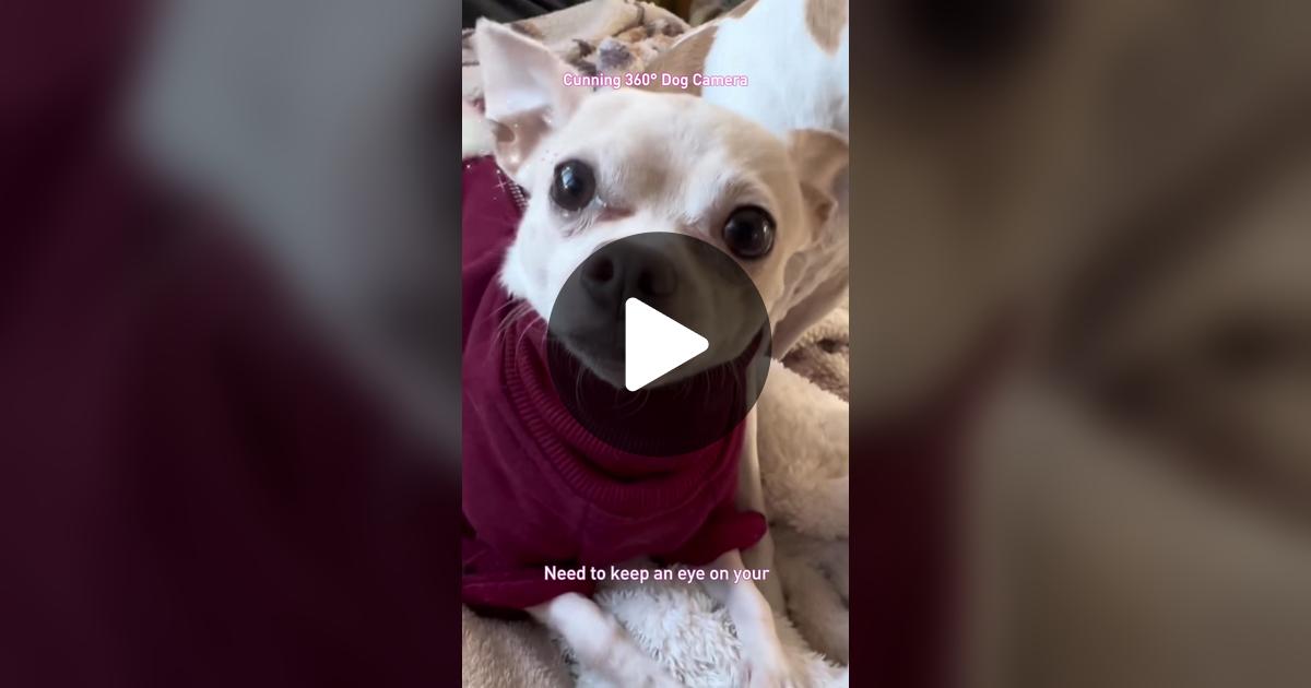 gilly923's tweet card. Check out Frankie the Chihuahua’s video.