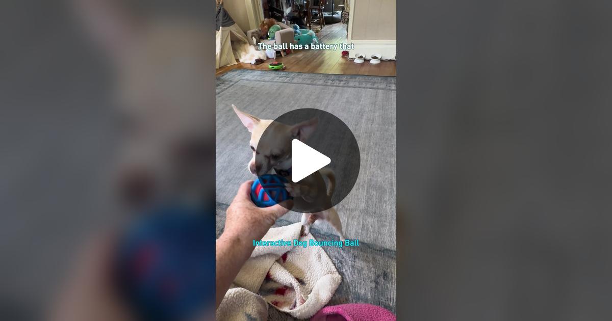 gilly923's tweet card. Check out Frankie the Chihuahua’s video.