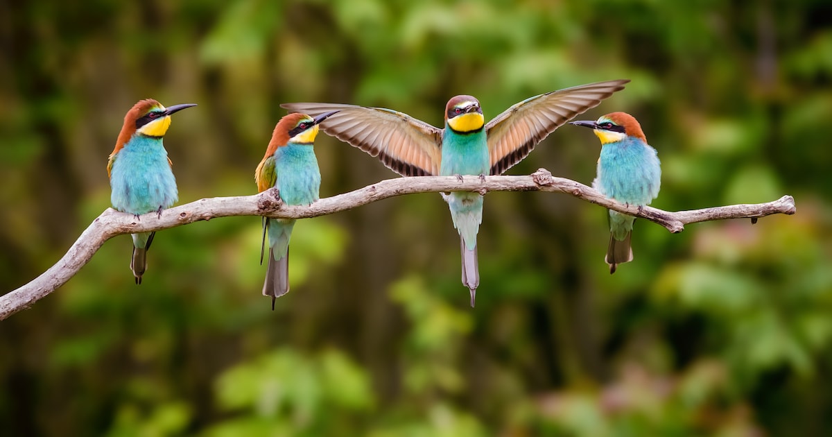 Leenderbos2015's tweet card. De bijeneter, van oudsher een ‘vakantievogel’ die je vaak kunt zien in Zuid-Europa, broedt steeds vaker in Nederland. De komst van de ‘geweldig mooie’ soort maakt vogelliefhebbers enthousiast, maar...