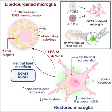 pryprk's tweet card. Neuroinflammation is central to Alzheimer’s disease pathogenesis. Stephenson et al. establish that neutral lipid accumulation is necessary for microglial activation and that microglia expressing an...