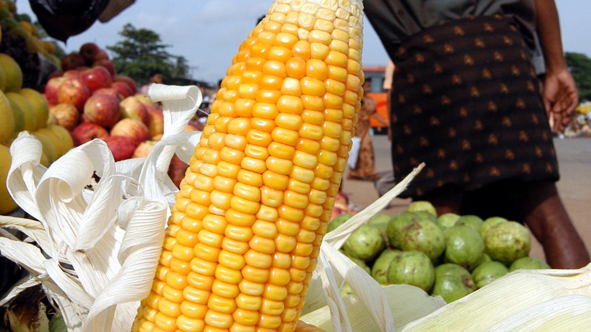 wakeupchandiga1's tweet card. Rising maize diversion for ethanol in India threatens food security, feed availability, and crop sustainability, sparking concerns.
