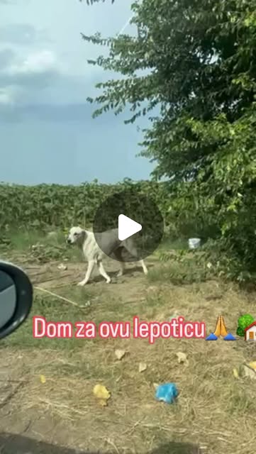 LukicAda's tweet card. Udruženje Foksi (@udruzenjefoksi) • Instagram reel