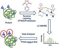 MolecularOmics's tweet card. Designing reagents for protein labeling is crucial for investigating cellular events and developing new therapeutics. Historically, much effort has been focused on labeling lysine and arginine...