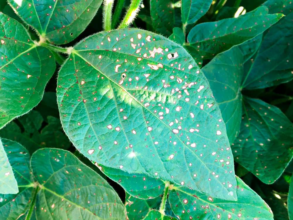 BayerTraits's tweet card. Scout for weed escapes, foliar diseases, and insect pressure before crop damage sets in.