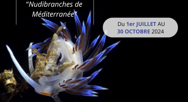 BIOM80075242's tweet card. Participez à notre concours d’illustration inédit et artistique sur les Nudibranches de Méditerranée, du 1er juillet au 30 octobre 2024 ! ...