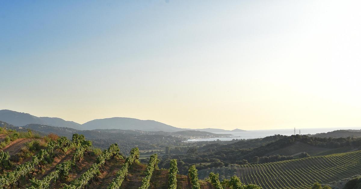 benjaminferran's tweet card. REPORTAGE - Avec une nouvelle génération de vignerons, le développement d’un accueil haut de gamme et un cépage local qui a la cote, les vins de Sartène, la «plus corse des villes corses», n’ont...